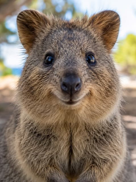The quokka